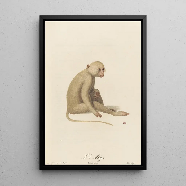 JeanBaptiste Audebert - LAtys.webp