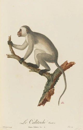 JeanBaptiste Audebert - Le Callitriche varit a.webp