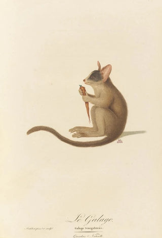 JeanBaptiste Audebert - Le Galago.webp