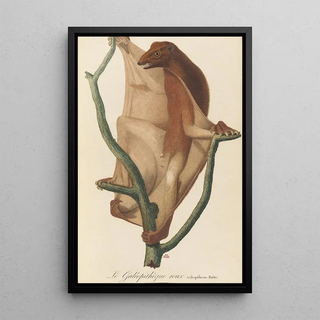 JeanBaptiste Audebert - Le Galopithque roux.webp