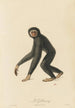 Le Gibbon - Jean-Baptiste Audebert — vista dell’opera