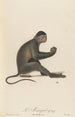 Le Mangabey - Jean-Baptiste Audebert — vista dell’opera