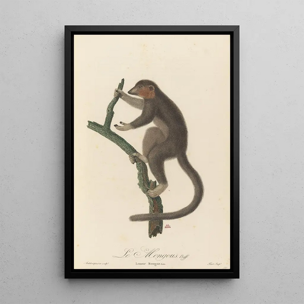 JeanBaptiste Audebert - Le Mongous.webp