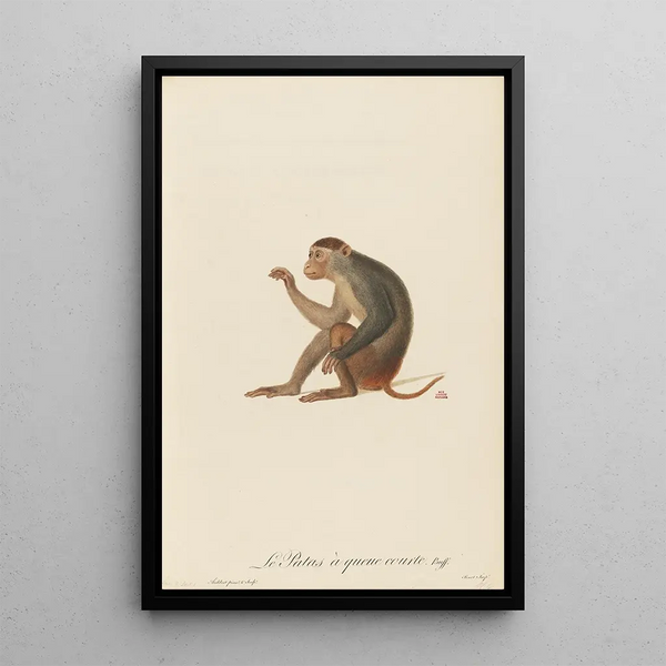 JeanBaptiste Audebert - Le Patas queue courte.webp