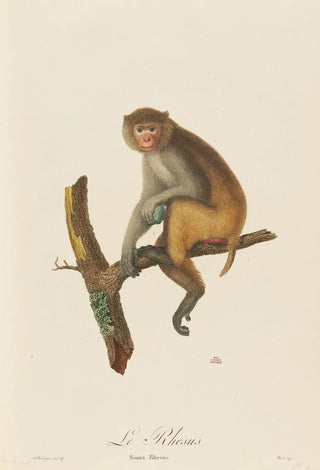 JeanBaptiste Audebert - Le Rhesus.webp