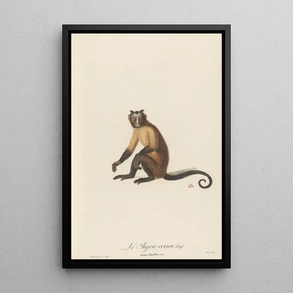 JeanBaptiste Audebert - Le Sajou cornu.webp