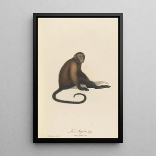 JeanBaptiste Audebert - Le Sajou.webp