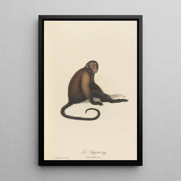JeanBaptiste Audebert - Le Sajou.webp