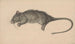 Rat mort - Jean Bernard — vista dell’opera
