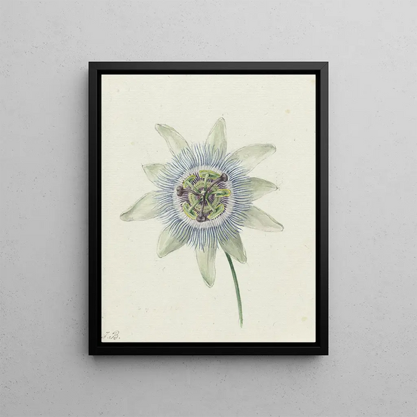 Jean Bernard - Passion Flower.webp