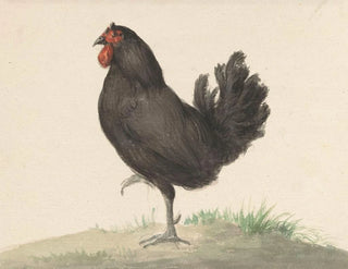 Jean Bernard - Staande zwarte kip.webp