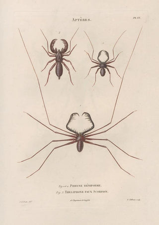 Jean Gabriel Pretre - Insectes recueillis en Afrique et en Amrique Pl03.webp
