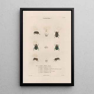 Jean Gabriel Pretre - Insectes recueillis en Afrique et en Amrique Pl14.webp