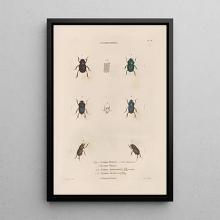 Jean Gabriel Pretre - Insectes recueillis en Afrique et en Amrique Pl15.webp