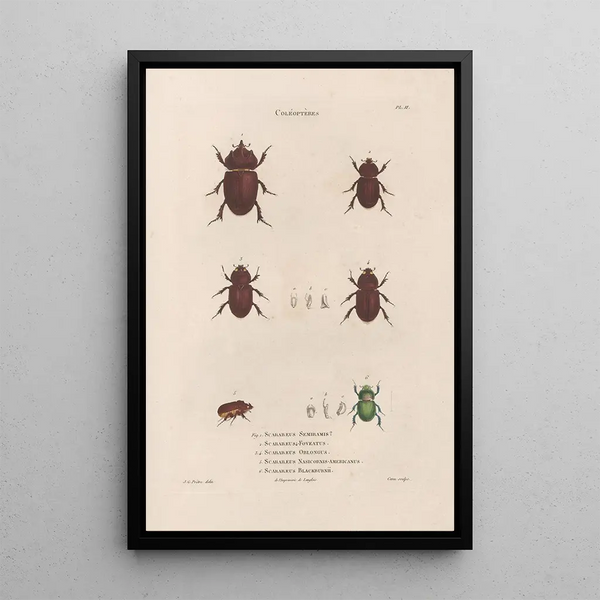 Jean Gabriel Pretre - Insectes recueillis en Afrique et en Amrique Pl22.webp