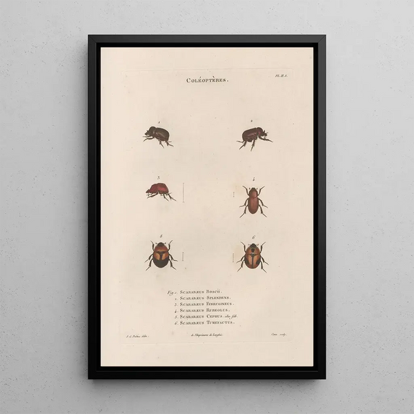 Jean Gabriel Pretre - Insectes recueillis en Afrique et en Amrique Pl24.webp