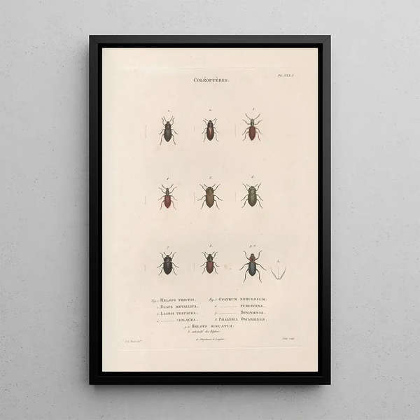 Jean Gabriel Pretre - Insectes recueillis en Afrique et en Amrique Pl28.webp