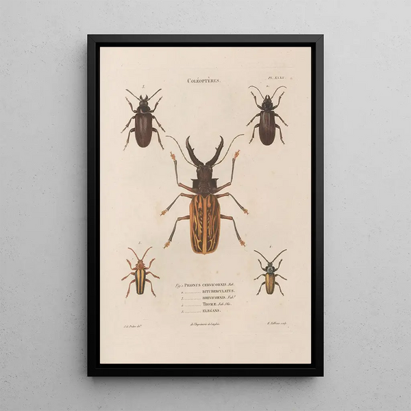 Jean Gabriel Pretre - Insectes recueillis en Afrique et en Amrique Pl32.webp