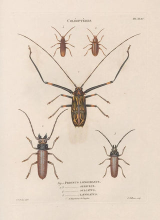 Jean Gabriel Pretre - Insectes recueillis en Afrique et en Amrique Pl33.webp