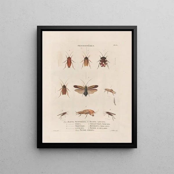 Jean Gabriel Pretre - Insectes recueillis en Afrique et en Amrique Pl38.webp