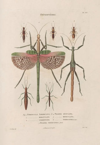 Jean Gabriel Pretre - Insectes recueillis en Afrique et en Amrique Pl39.webp