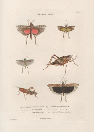 Jean Gabriel Pretre - Insectes recueillis en Afrique et en Amrique Pl45.webp