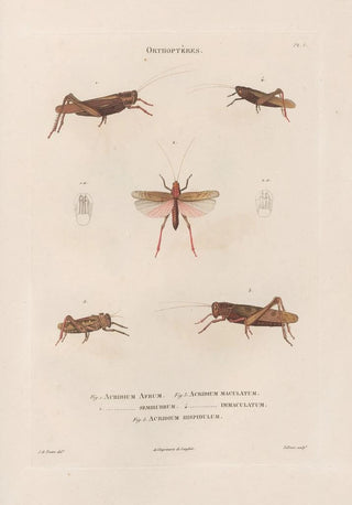 Jean Gabriel Pretre - Insectes recueillis en Afrique et en Amrique Pl46.webp