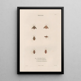 Jean Gabriel Pretre - Insectes recueillis en Afrique et en Amrique Pl49.webp