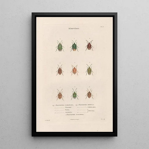 Jean Gabriel Pretre - Insectes recueillis en Afrique et en Amrique Pl53.webp