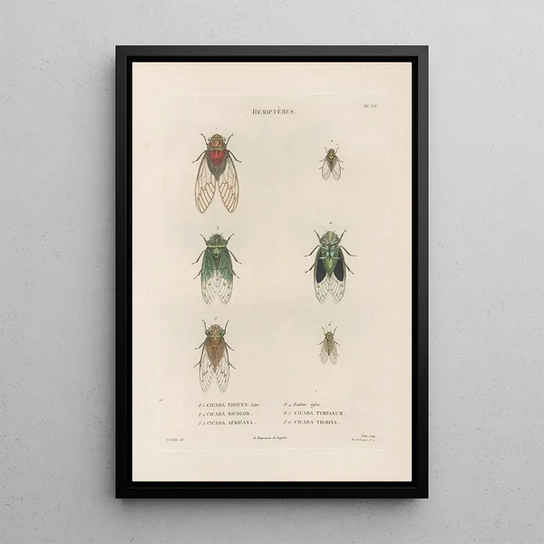 Jean Gabriel Pretre - Insectes recueillis en Afrique et en Amrique Pl59.webp
