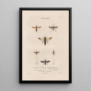 Jean Gabriel Pretre - Insectes recueillis en Afrique et en Amrique Pl66.webp