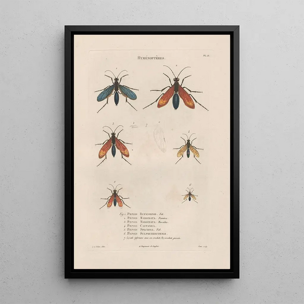 Jean Gabriel Pretre - Insectes recueillis en Afrique et en Amrique Pl70.webp