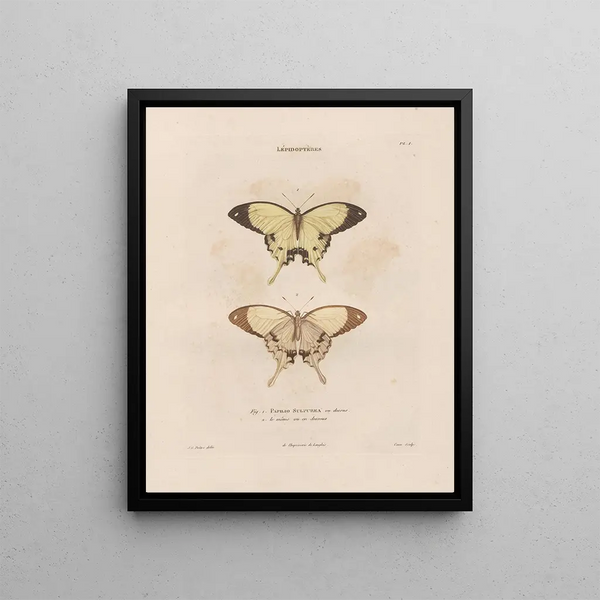 Jean Gabriel Pretre - Insectes recueillis en Afrique et en Amrique Pl73.webp