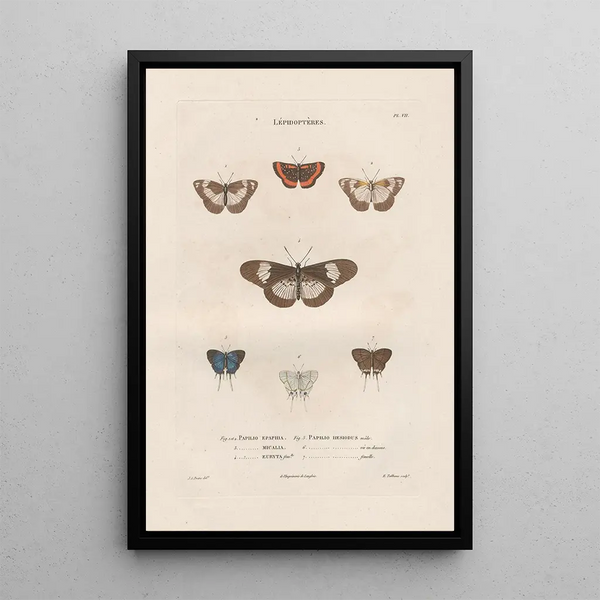 Jean Gabriel Pretre - Insectes recueillis en Afrique et en Amrique Pl83.webp