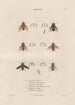 Insetti recueillis en Afrique et en Amérique Pl89 - Jean Gabriel Prêtre — vista dell’opera