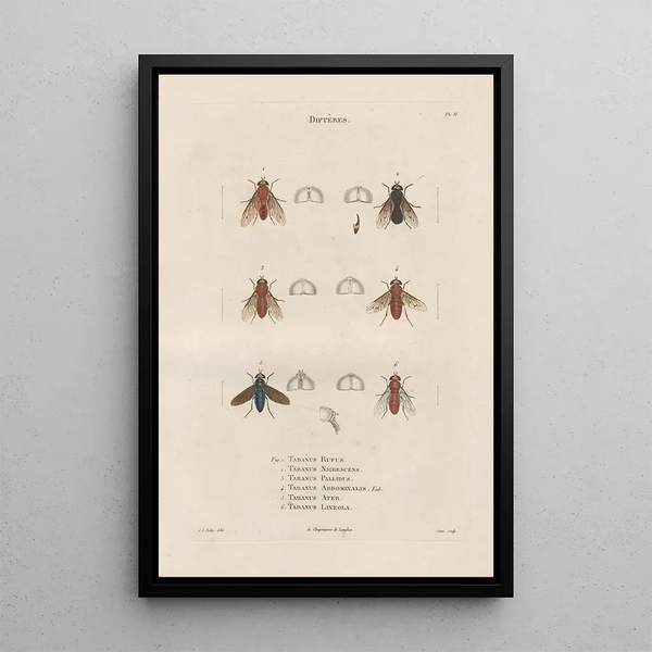 Jean Gabriel Pretre - Insectes recueillis en Afrique et en Amrique Pl89.webp