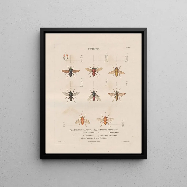 Jean Gabriel Pretre - Insectes recueillis en Afrique et en Amrique Pl90.webp