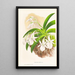 Aeranthus Leonis - Jean Jules Linden — quadro incorniciato alla parete