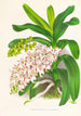 Aerides Odoratum - Jean Jules Linden — vista dell’opera