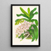 Aerides Odoratum - Jean Jules Linden — quadro incorniciato alla parete