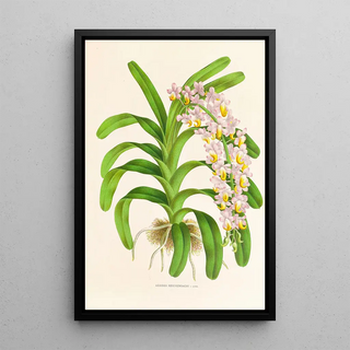 Jean Jules Linden - Aerides Reichenbach.webp