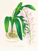 Aerides augustianum - Jean Jules Linden — vista dell’opera