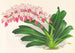 Aerides maculosum - Jean Jules Linden — vista dell’opera