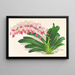 Aerides maculosum - Jean Jules Linden — quadro incorniciato alla parete