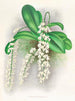 Citrate d'Angraecum - Jean Jules Linden — vista dell’opera