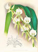 Angraecum eburneum var superbum - Jean Jules Linden — vista dell’opera