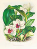 Bifrenaria harrisoniae - Jean Jules Linden — vista dell’opera
