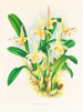 Lobe de Bolbophyllum - Jean Jules Linden — vista dell’opera