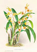 Catasetum Discolor - Jean Jules Linden — vista dell’opera