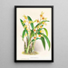 Catasetum Discolor - Jean Jules Linden — quadro incorniciato alla parete